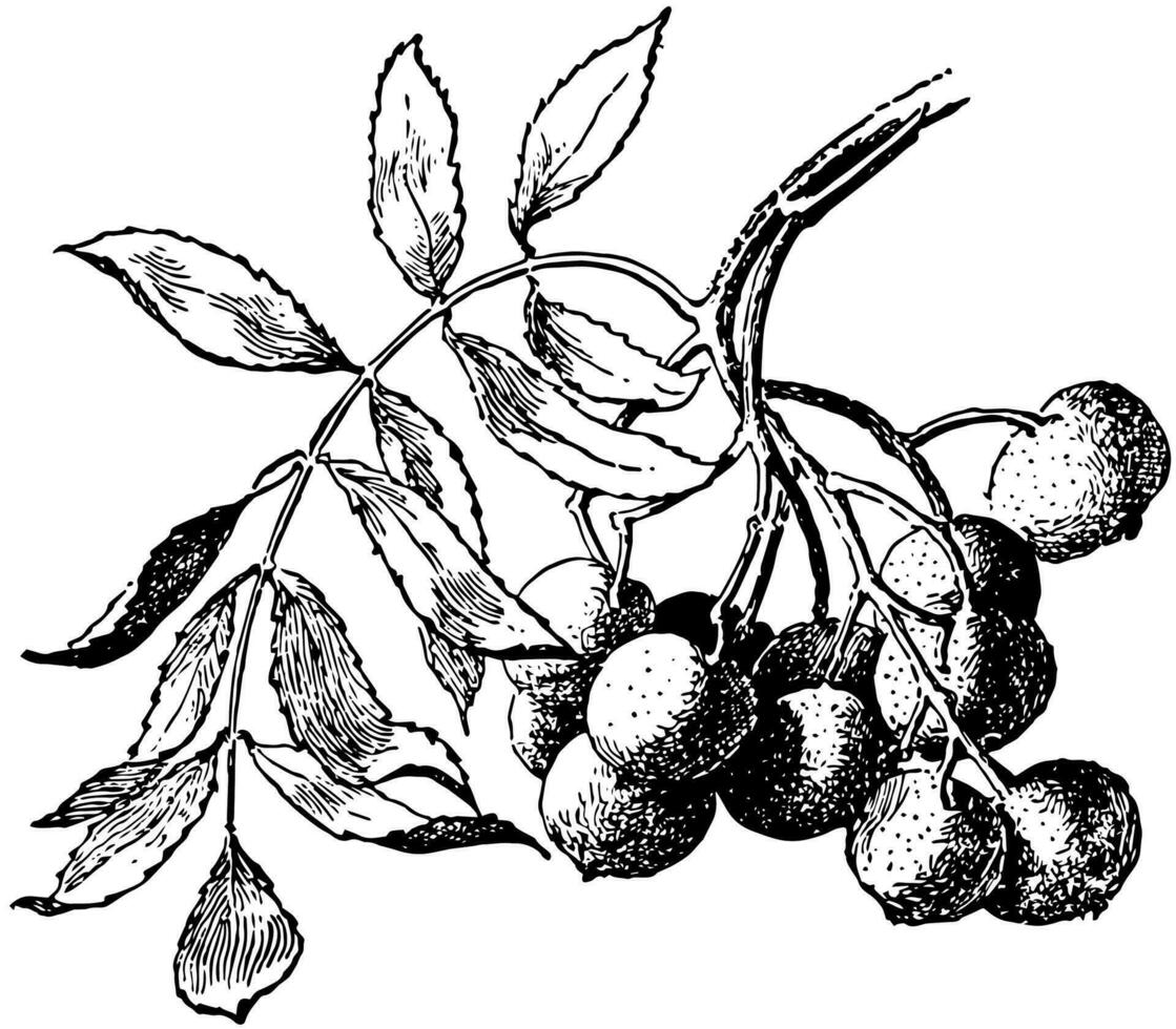 sorbus domestica ancien illustration. vecteur