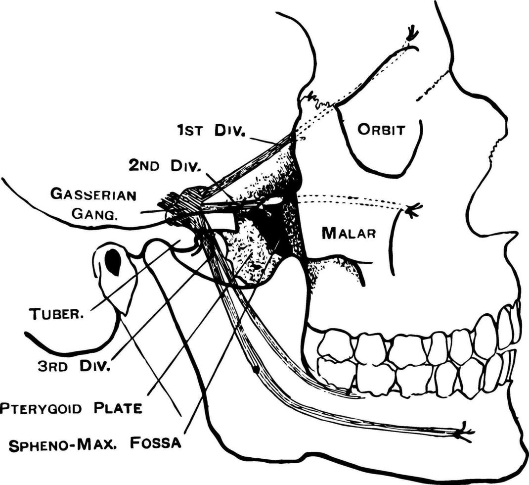 faciale nerfs, ancien illustration. vecteur