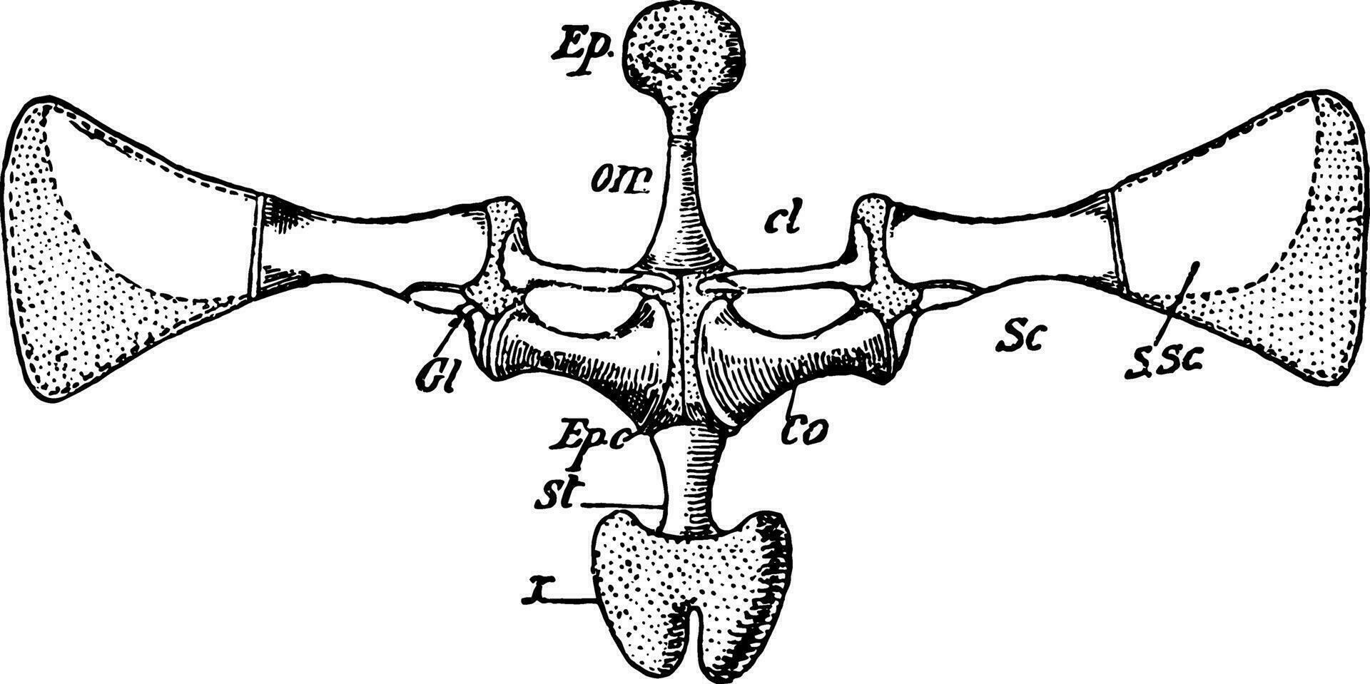 grenouille pectoral ceinture, ancien illustration vecteur