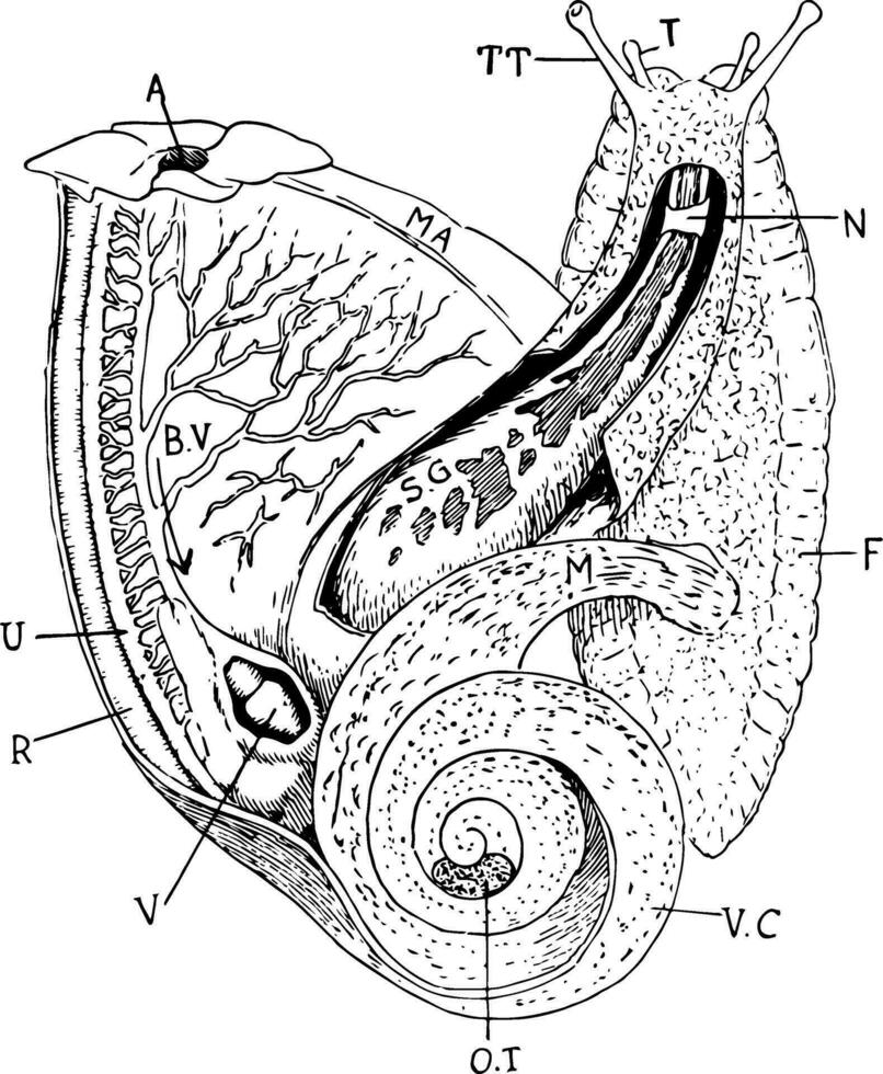 dissection, ancien illustration. vecteur