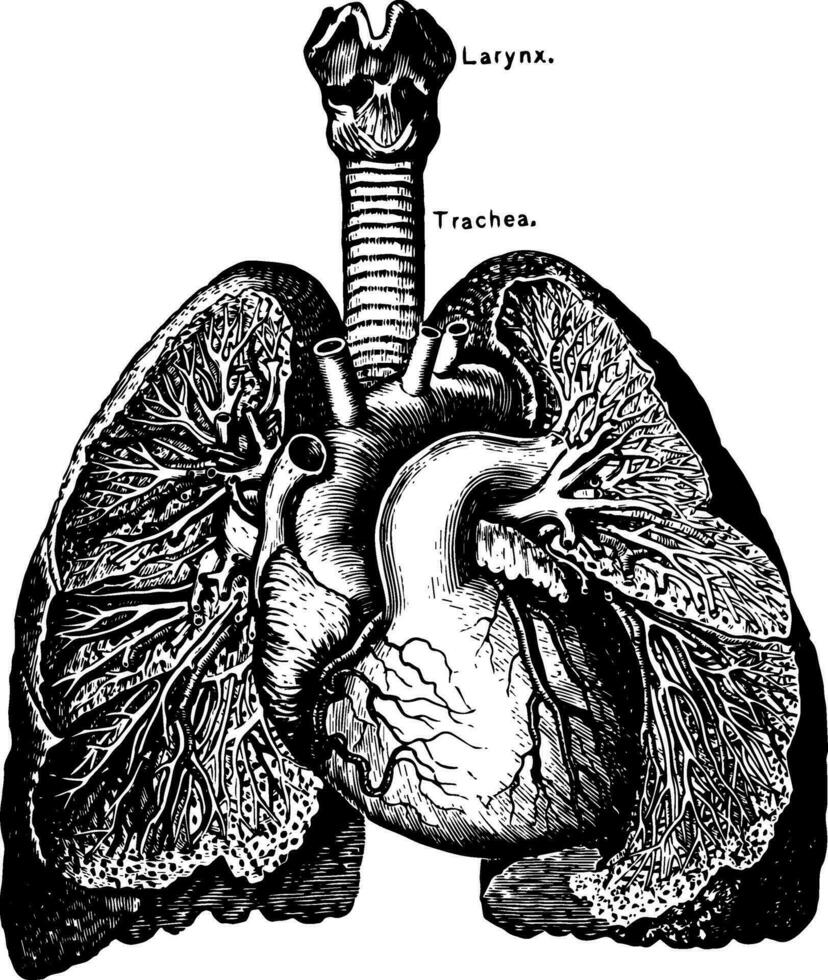 le cœur et poumons, ancien illustration vecteur