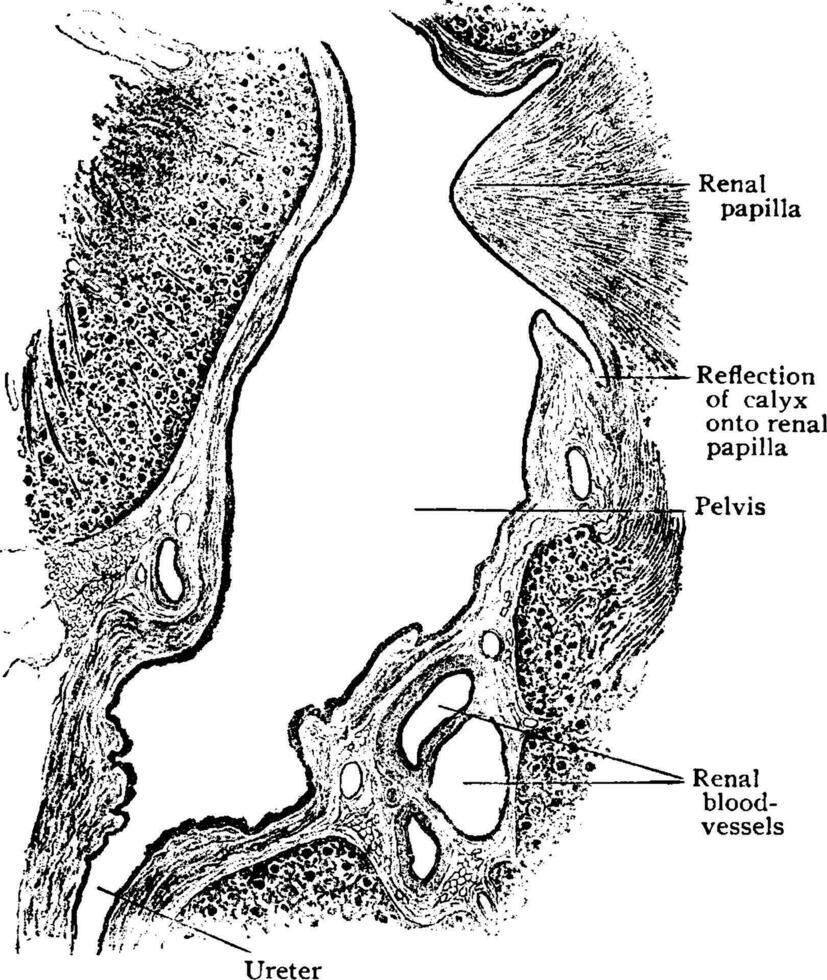 sagittal section par sinus de rein, ancien illustration. vecteur