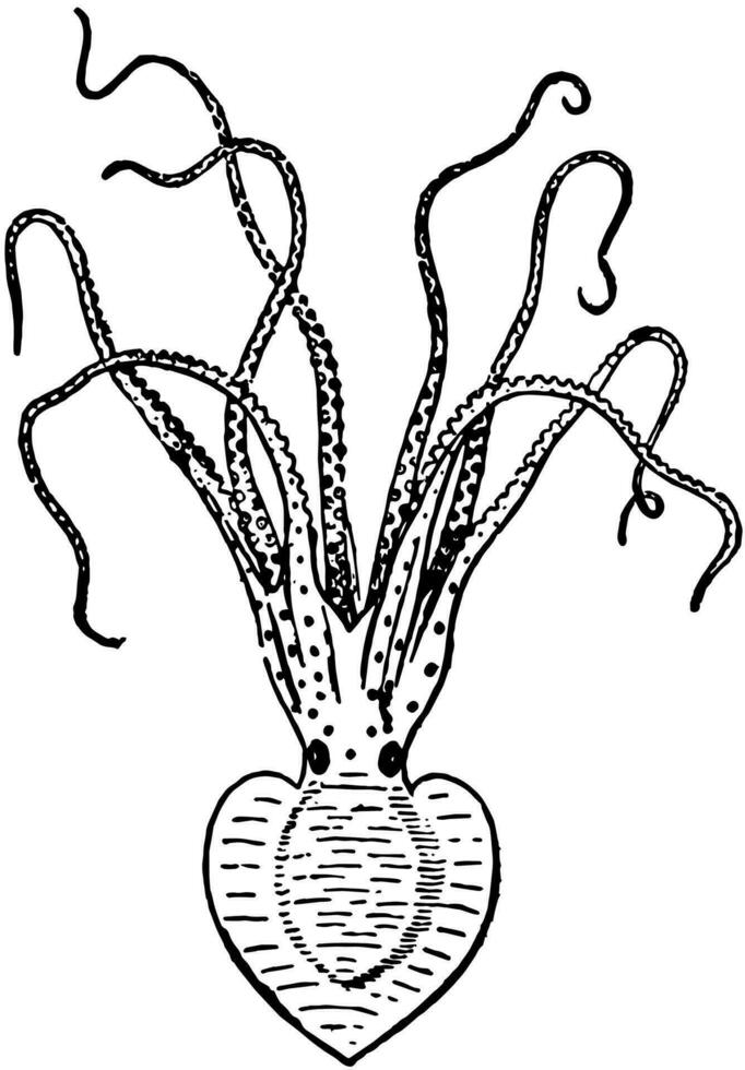 pinnoctopus cordiforme, ancien illustration. vecteur