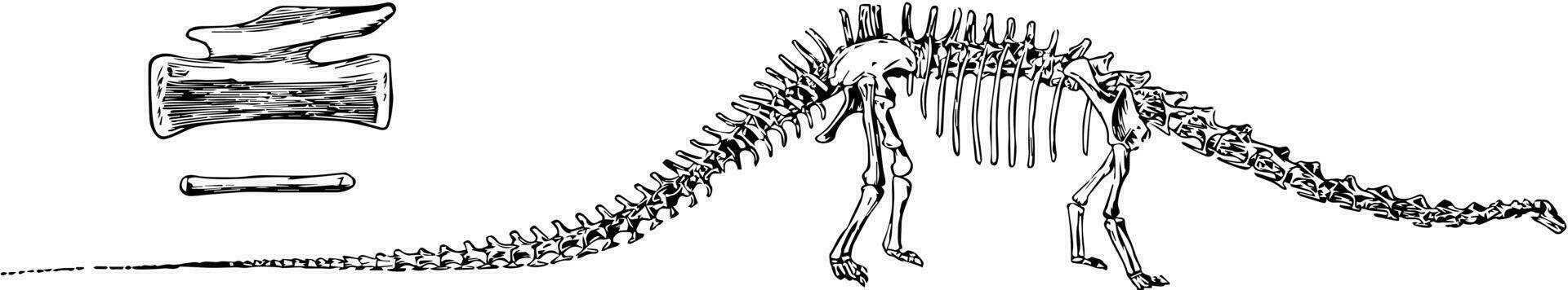 diplodocus, ancien illustration. vecteur