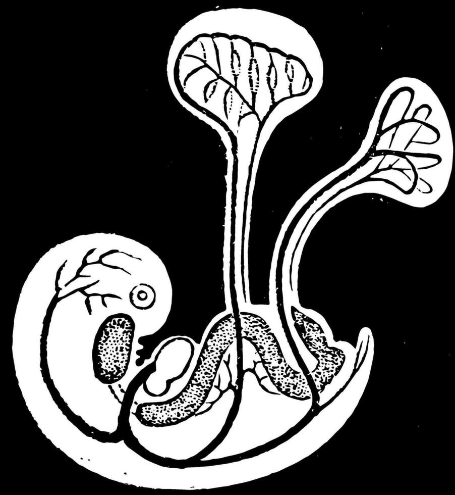 embryon montrant cours de circulation, ancien illustration. vecteur