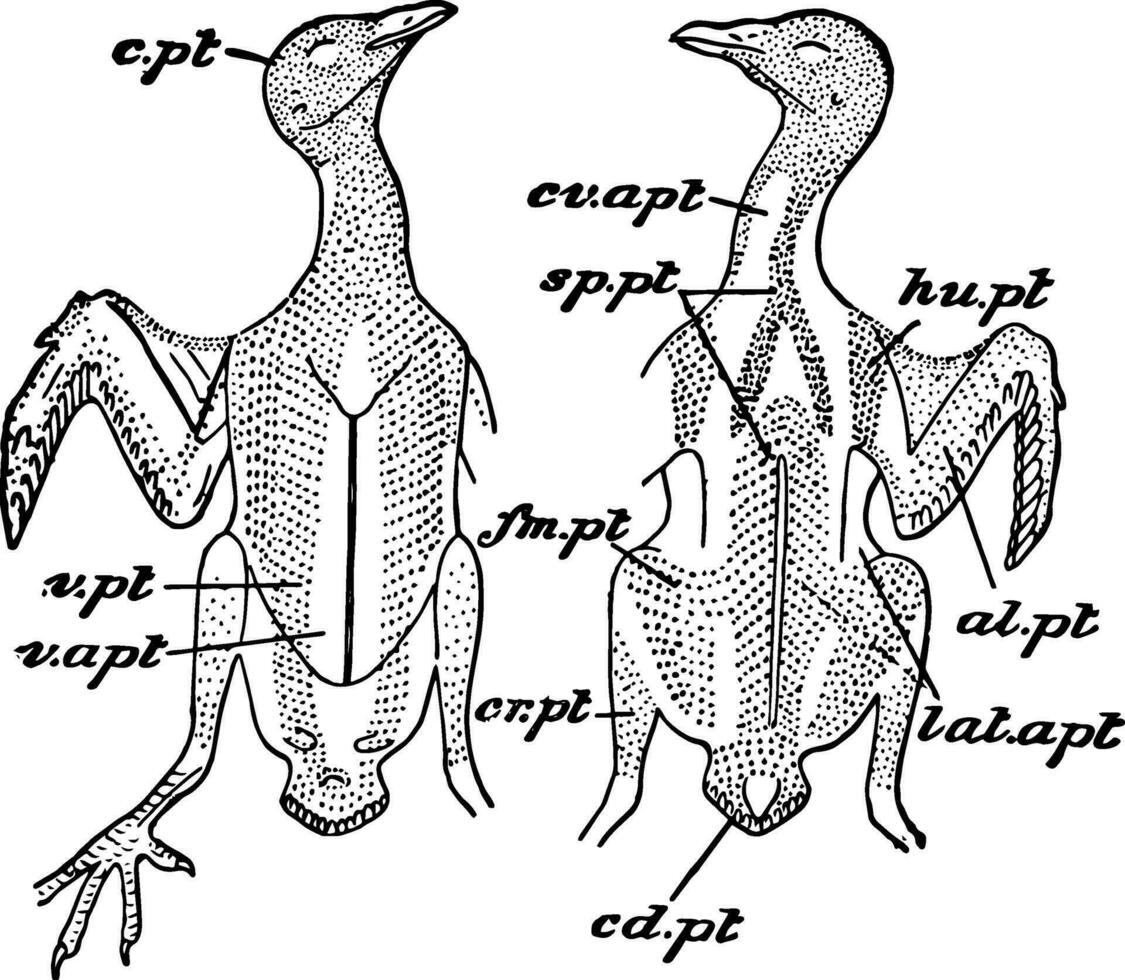 Roche Pigeon plume des tracts, ancien illustration. vecteur