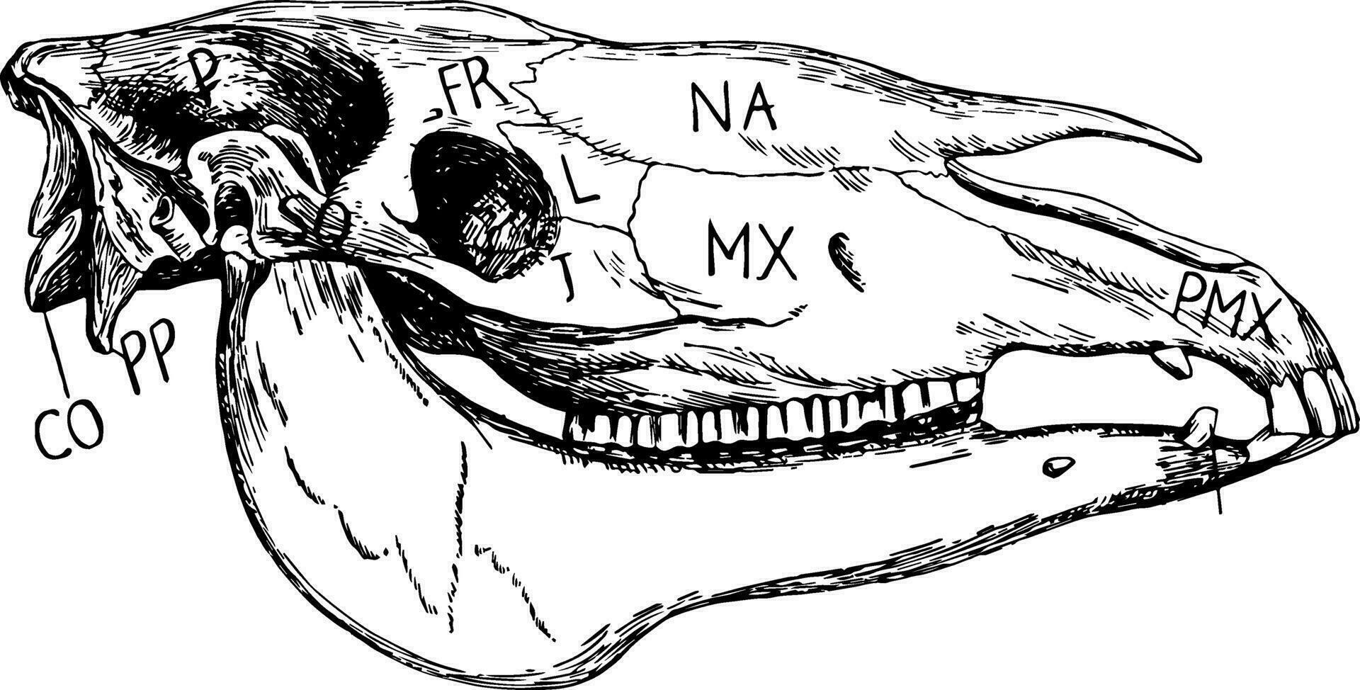 cheval crâne, ancien illustration vecteur