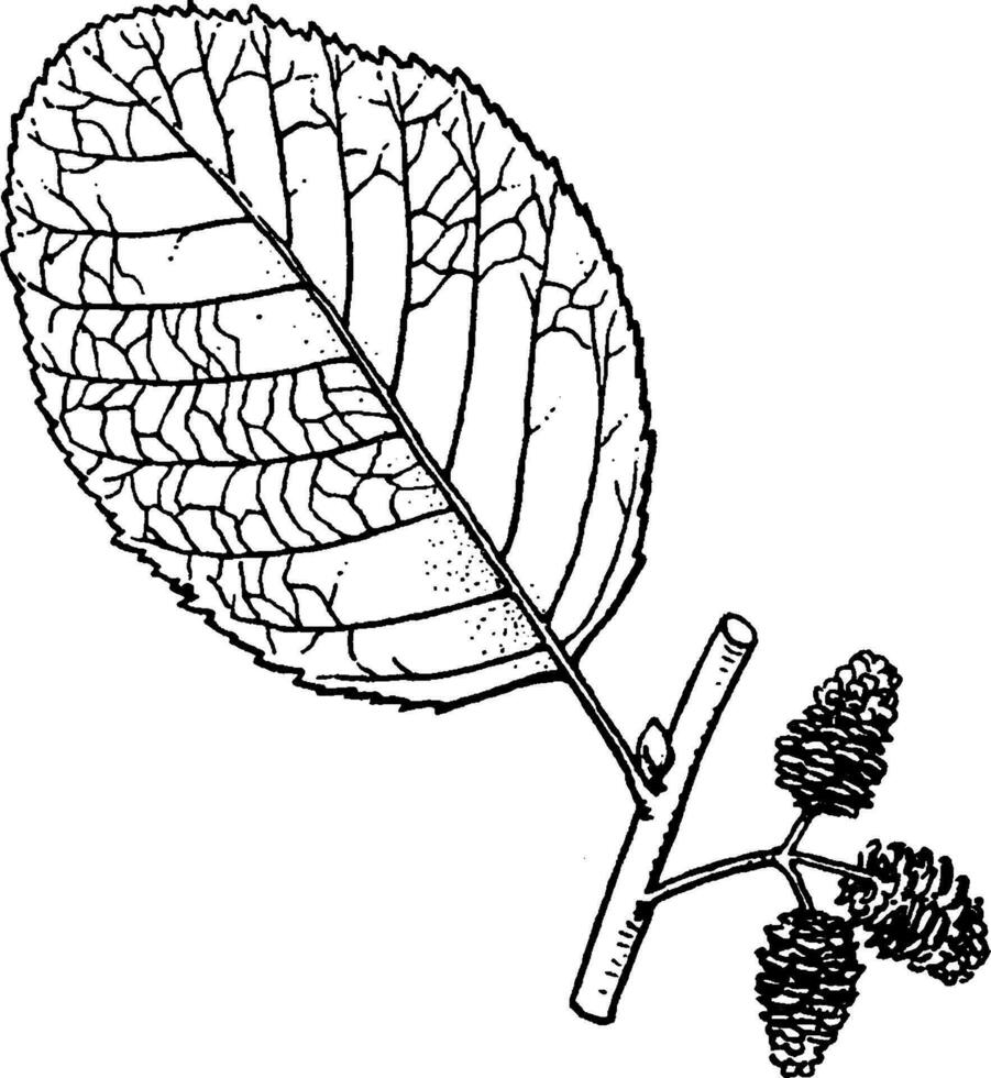 alnus ancien illustration. vecteur