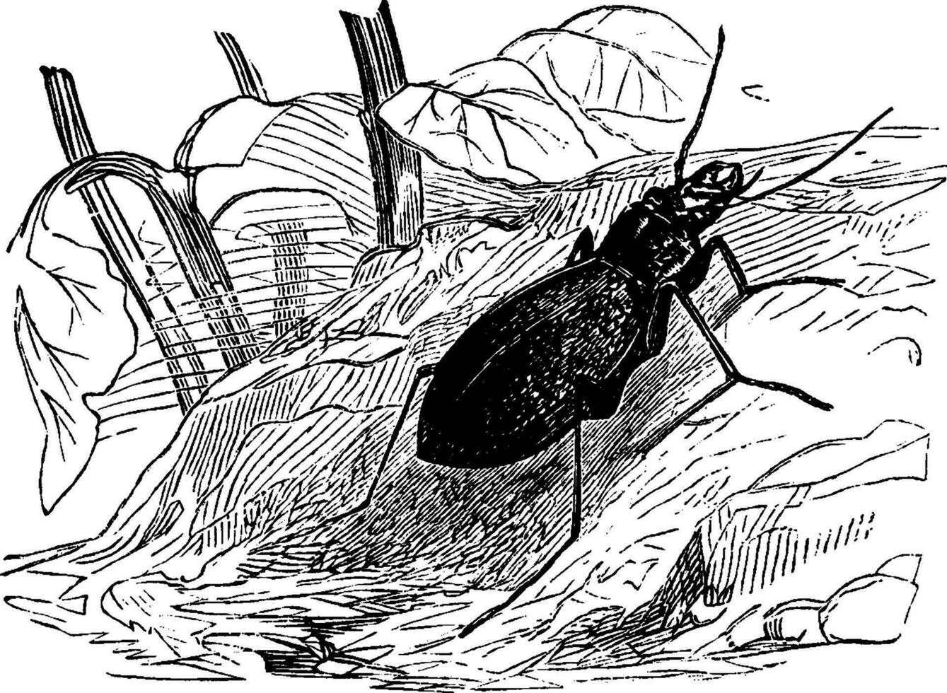 bleu carabus, ancien illustration. vecteur