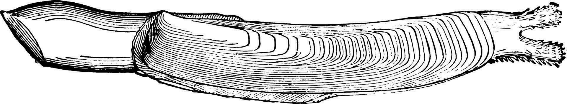 le rasoir coquille palourde, ancien illustration. vecteur