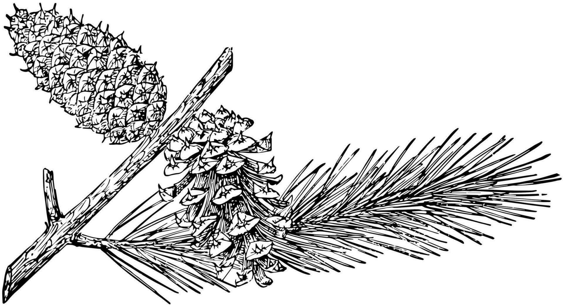 pin cône de lodgepole pin ancien illustration. vecteur