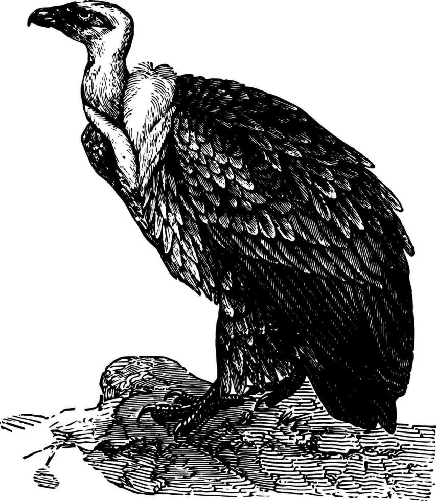 le fauve vautour, ancien illustration. vecteur