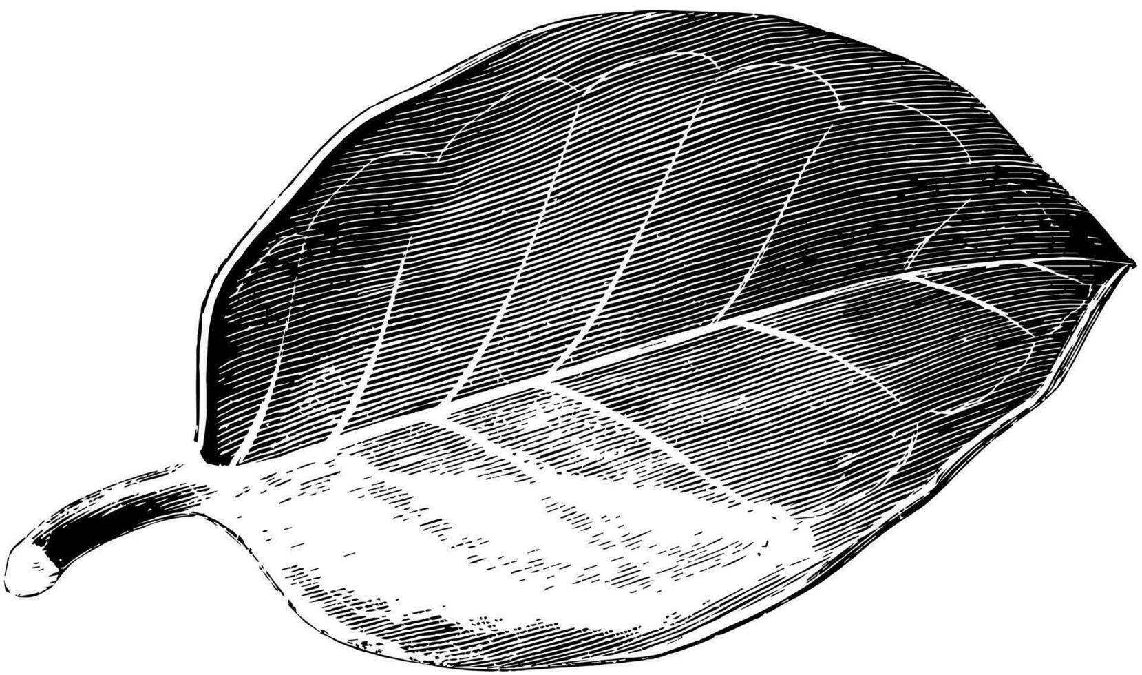 feuille de chêne vert aquifolium Hendersoni ancien illustration. vecteur