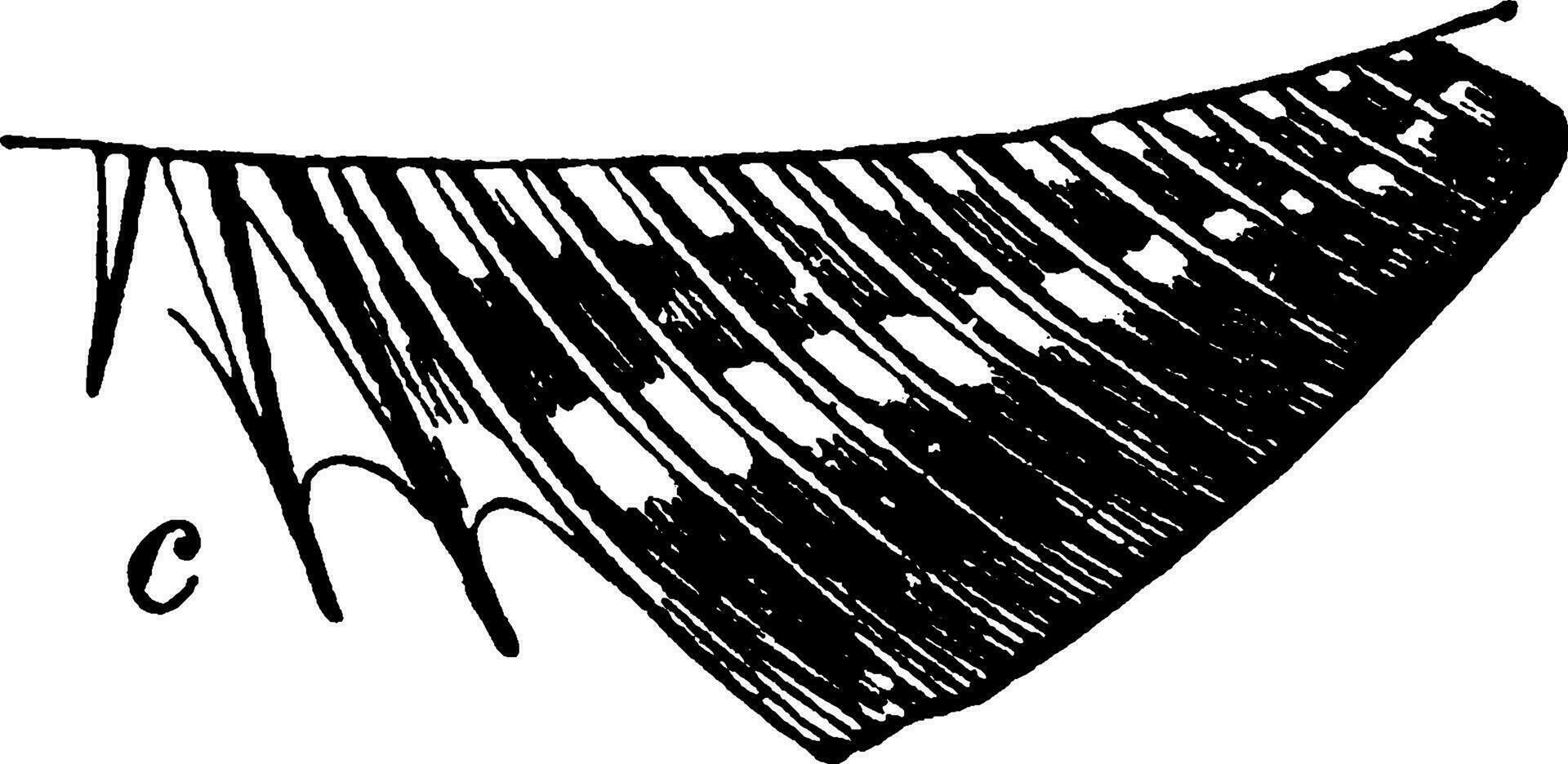 Trois épines sur le anal ailette de une osseux poisson, ancien illustration. vecteur