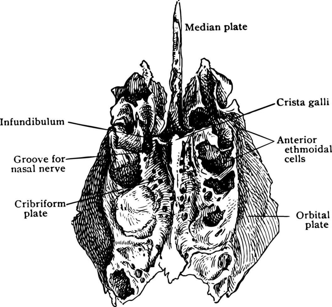 ethmoïde OS de au-dessus de, ancien illustration. vecteur