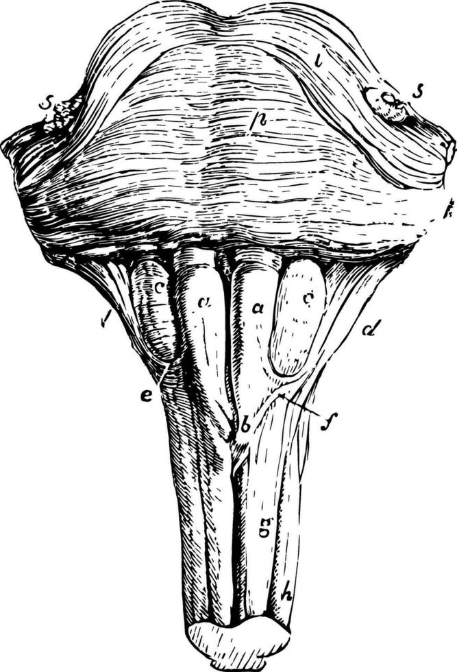 antérieur surface de le pons varolii et moelle oblongée, ancien illustration vecteur