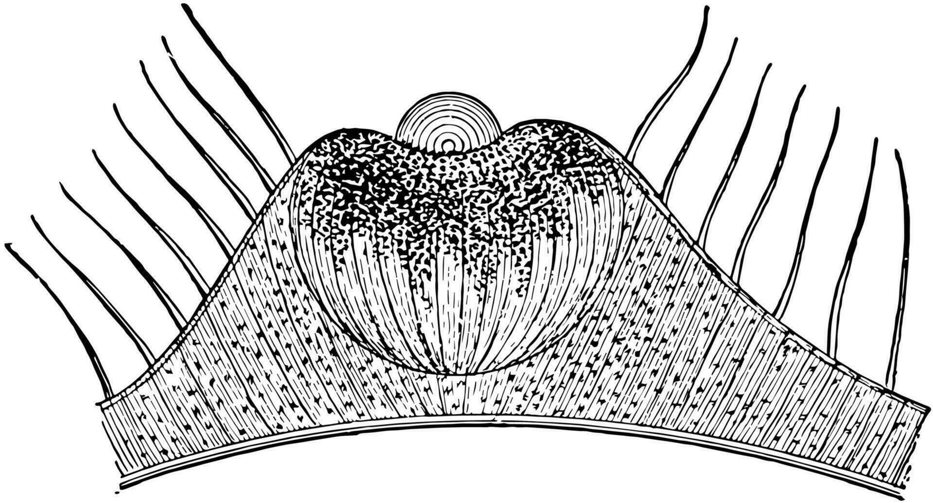 sens de vue, ancien illustration. vecteur