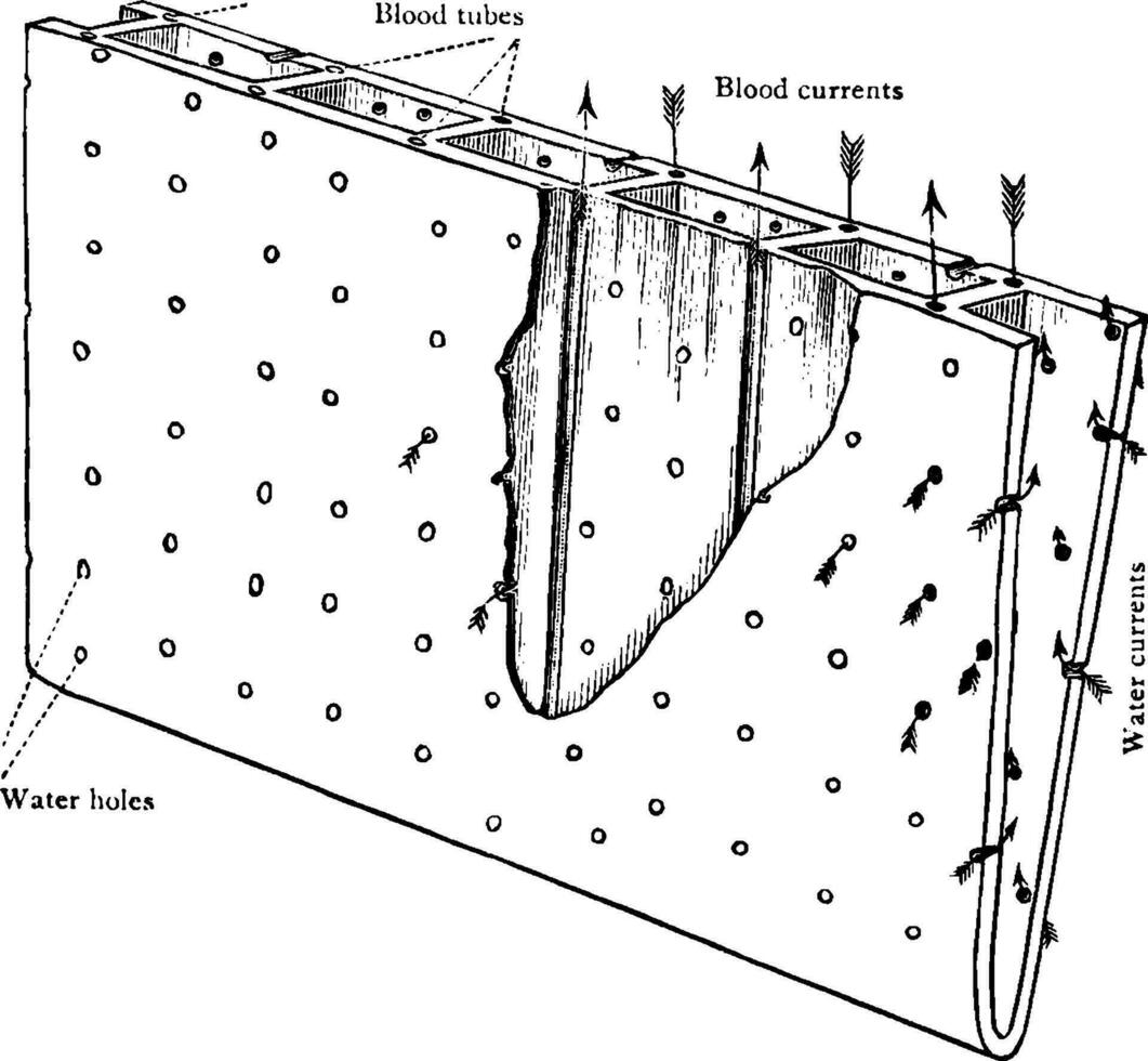 palourde branchies, ancien illustration. vecteur