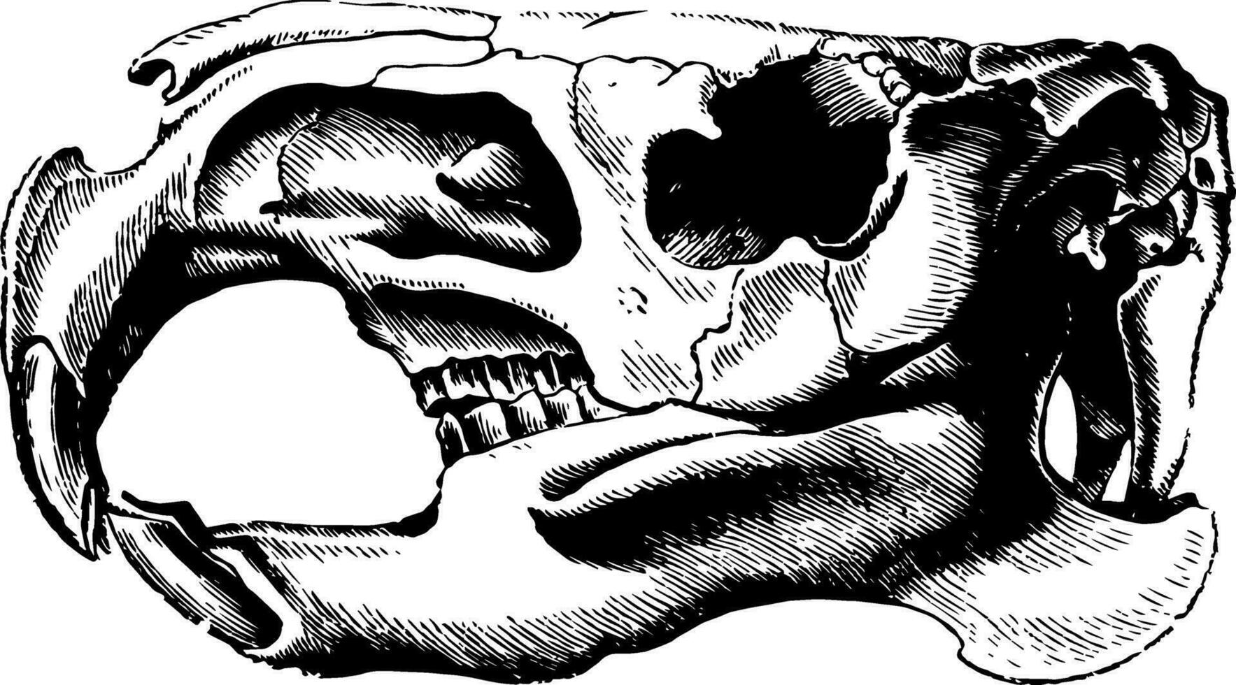 castor crâne, ancien illustration. vecteur