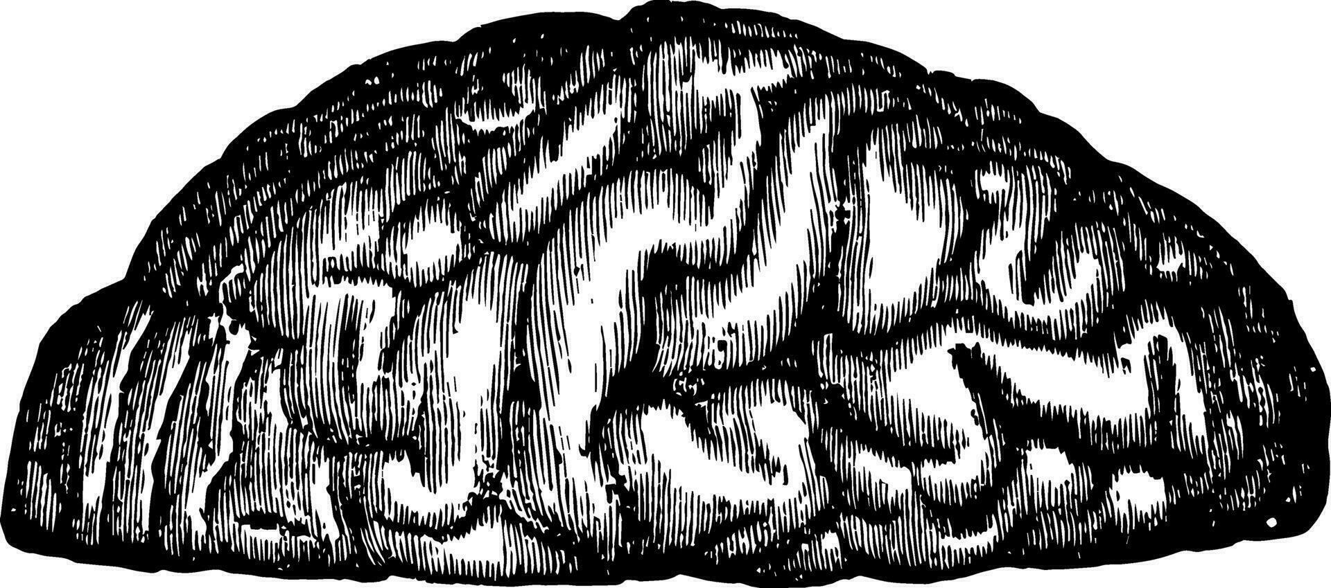 circonvolutions de le cerveau, ancien illustration vecteur