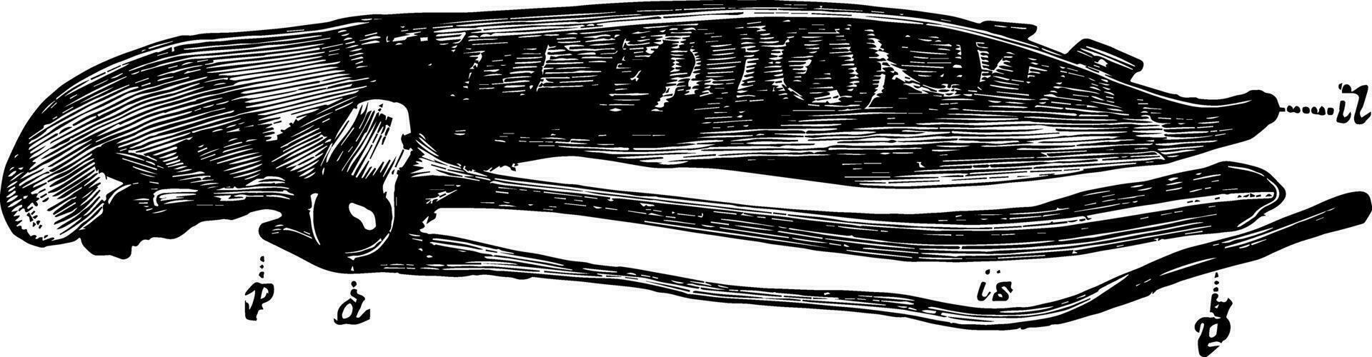 hespérornis bassin, ancien illustration. vecteur