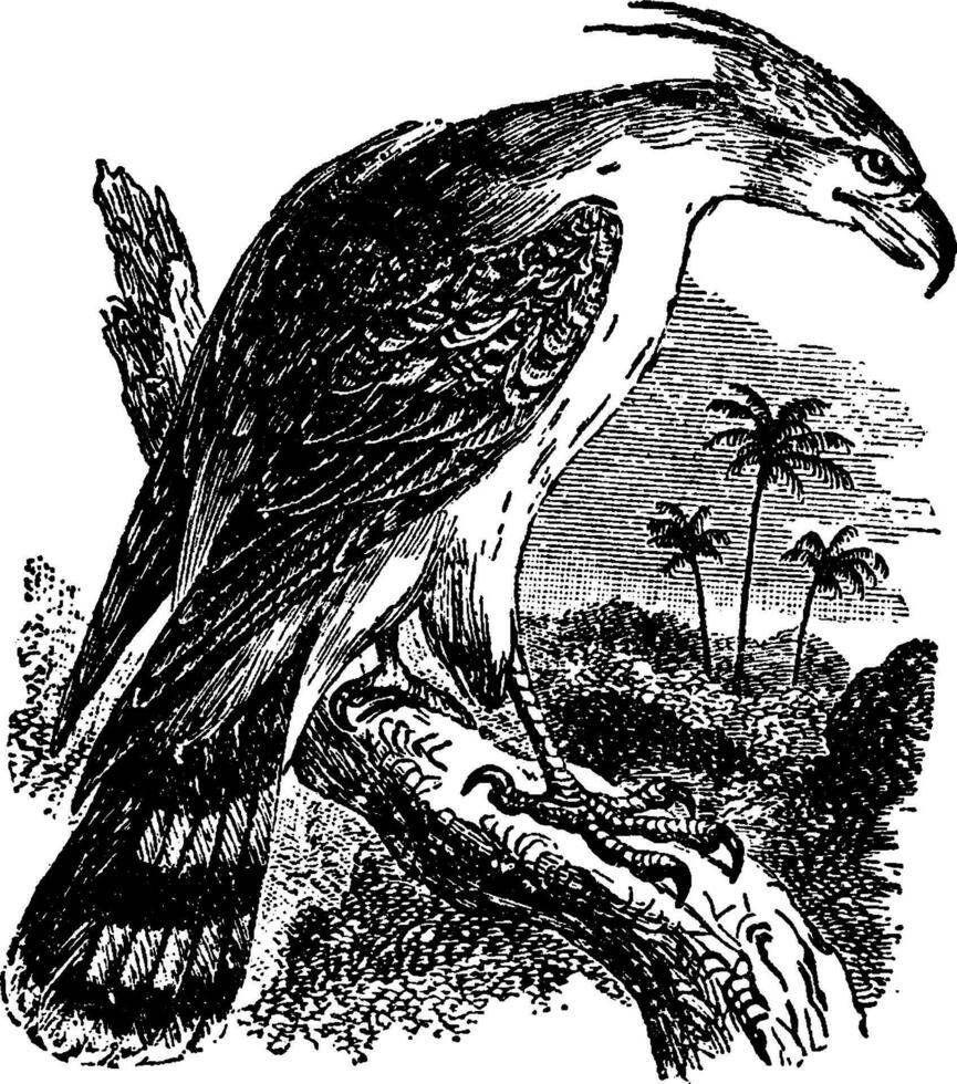 faucon aigle, ancien illustration. vecteur