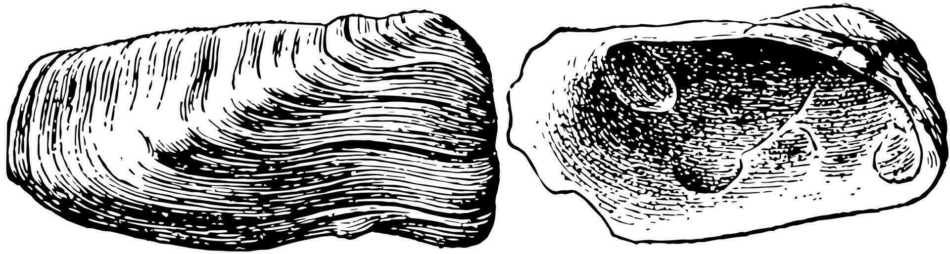 pélécypode, ancien illustration. vecteur