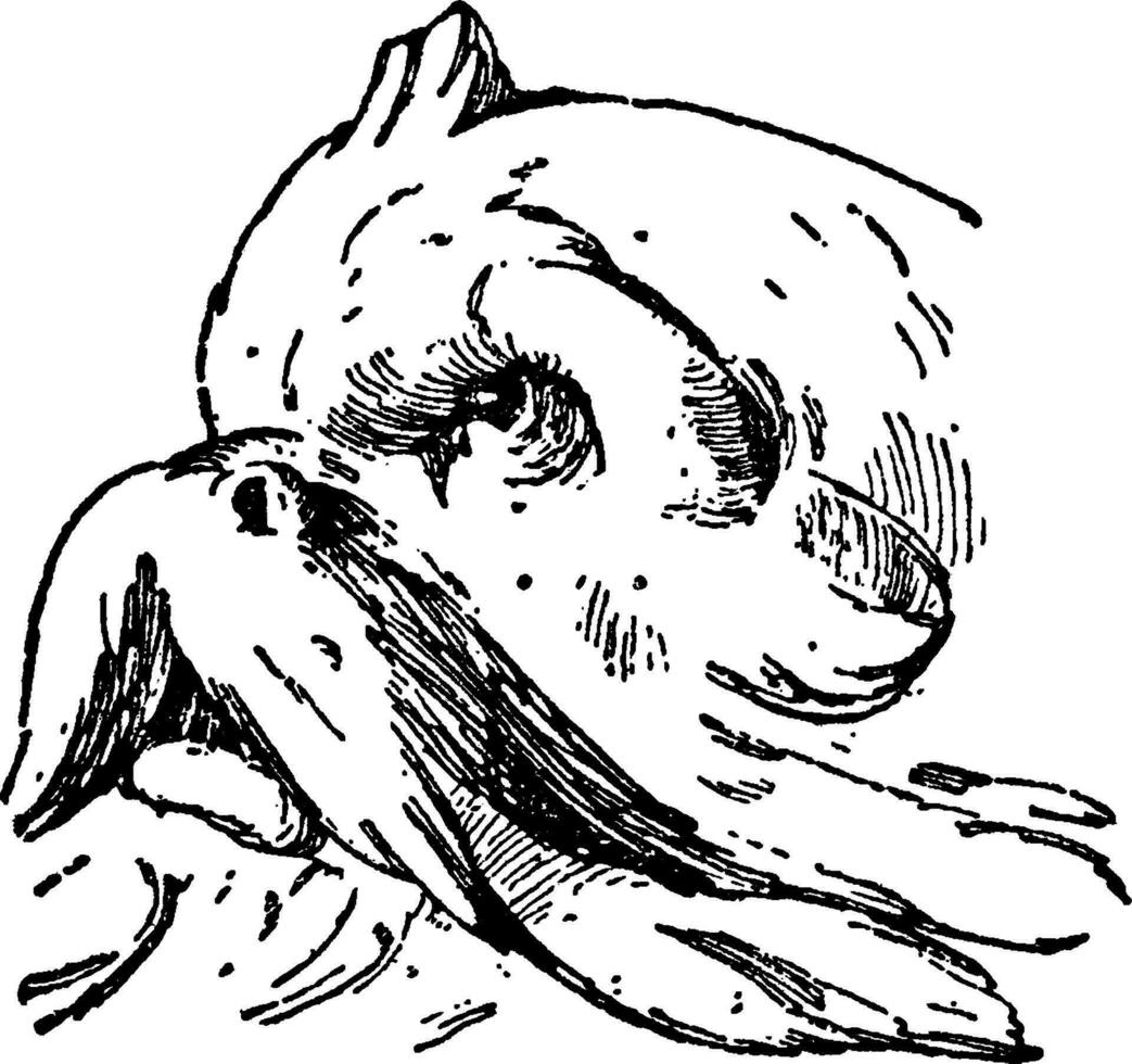 le soulagement dauphin tête conception est une français conception par Clodion, ancien gravure. vecteur