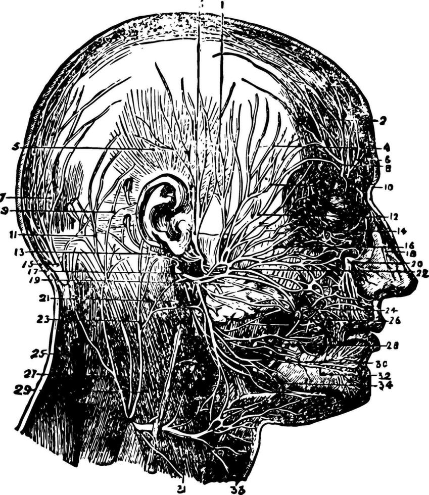 nerfs de le visage et cuir chevelu, ancien illustration. vecteur