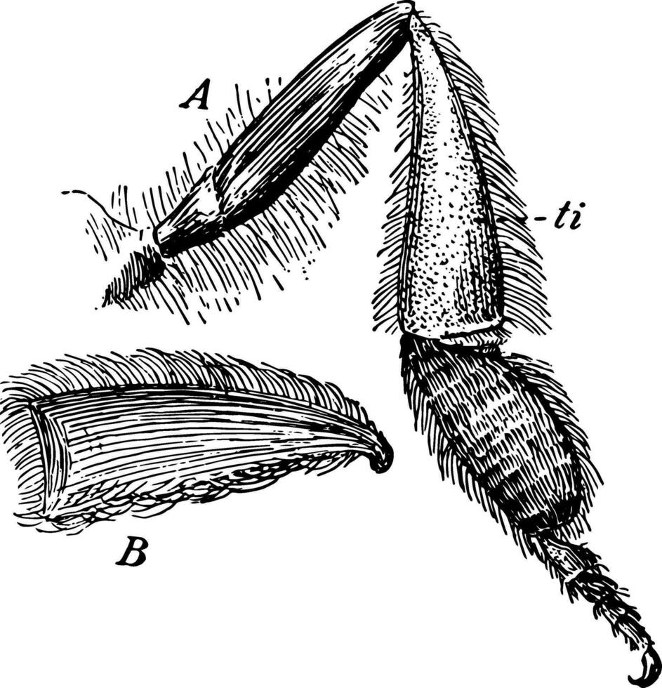 abeille jambe, ancien illustration vecteur