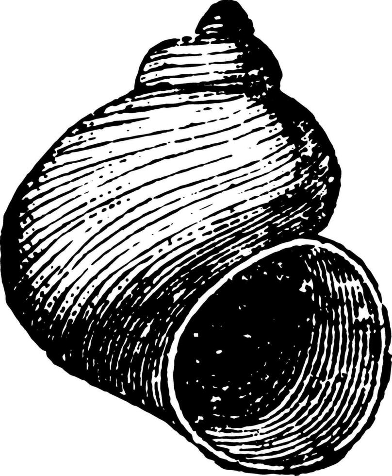 cyclonème mollusque, ancien illustration. vecteur