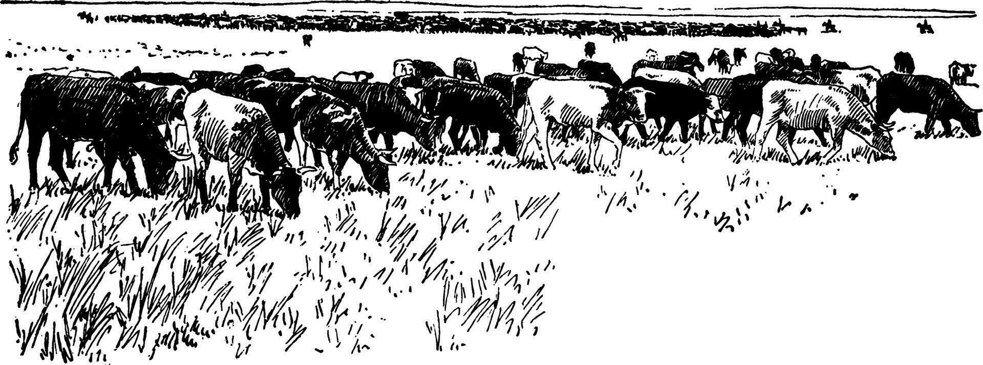 bétail, ancien illustration. vecteur