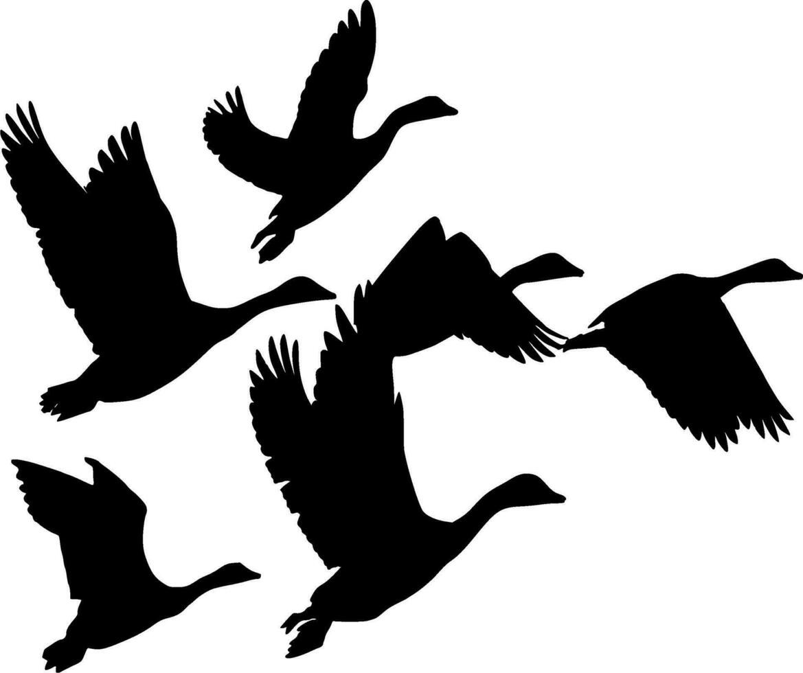 des oiseaux de liberté silhouette vecteur sur blanc Contexte