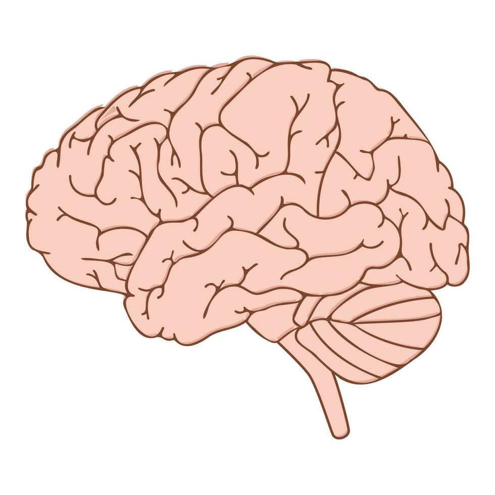 Humain cerveau vecteur conception illustration diagramme