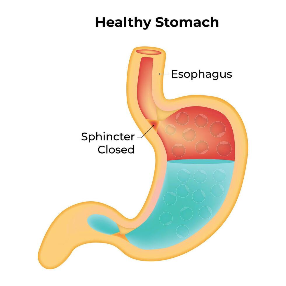 en bonne santé estomac science conception vecteur illustration