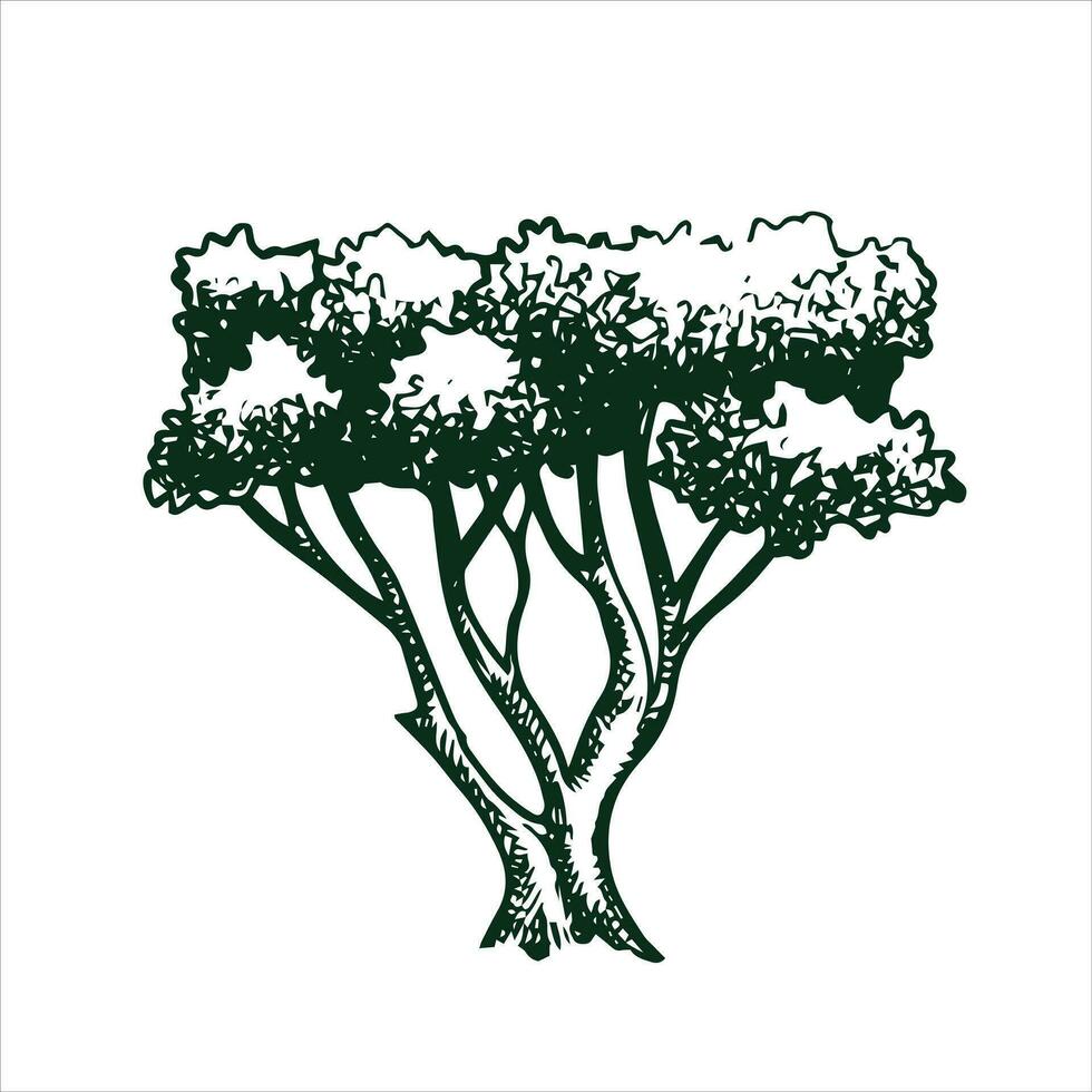 vecteur dessin de une arbre dans gravure style. ancien arbre illustration, noir et blanc esquisser