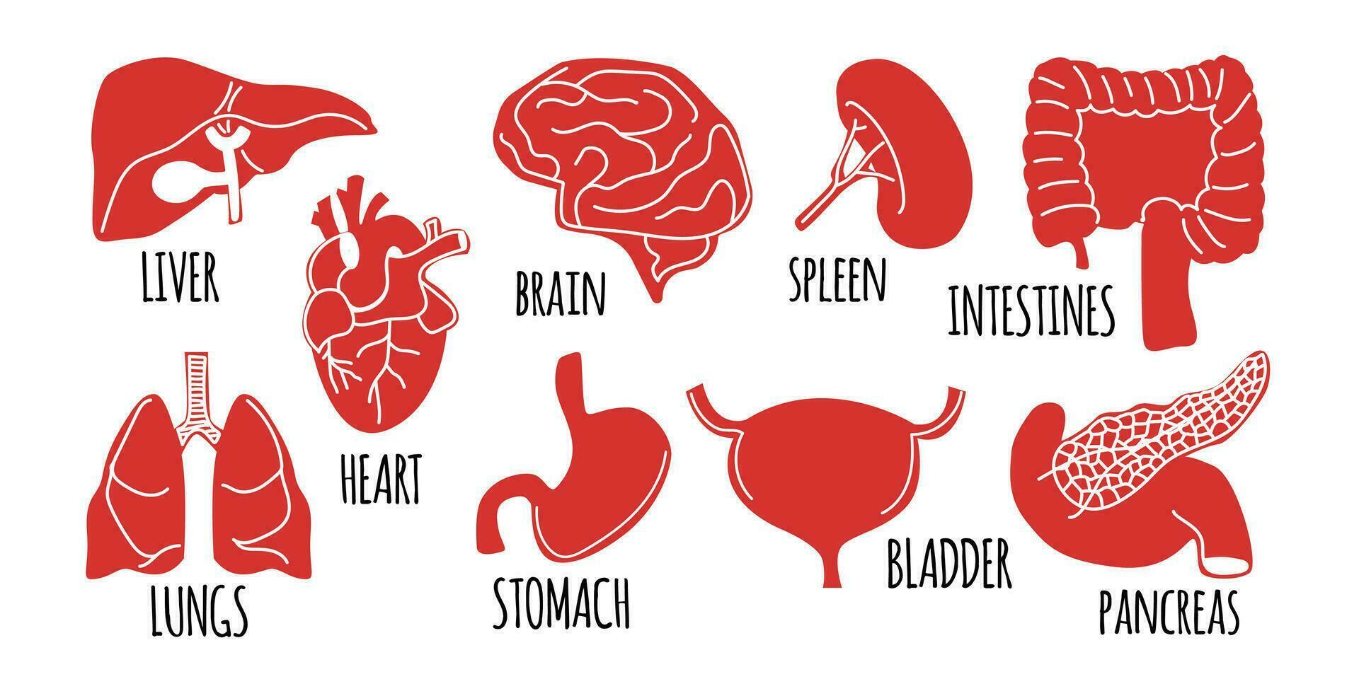 le interne organes sont plat style. vecteur. foie, cœur, poumons, estomac, cerveau, rate, intestins, vessie, et pancréas. vecteur