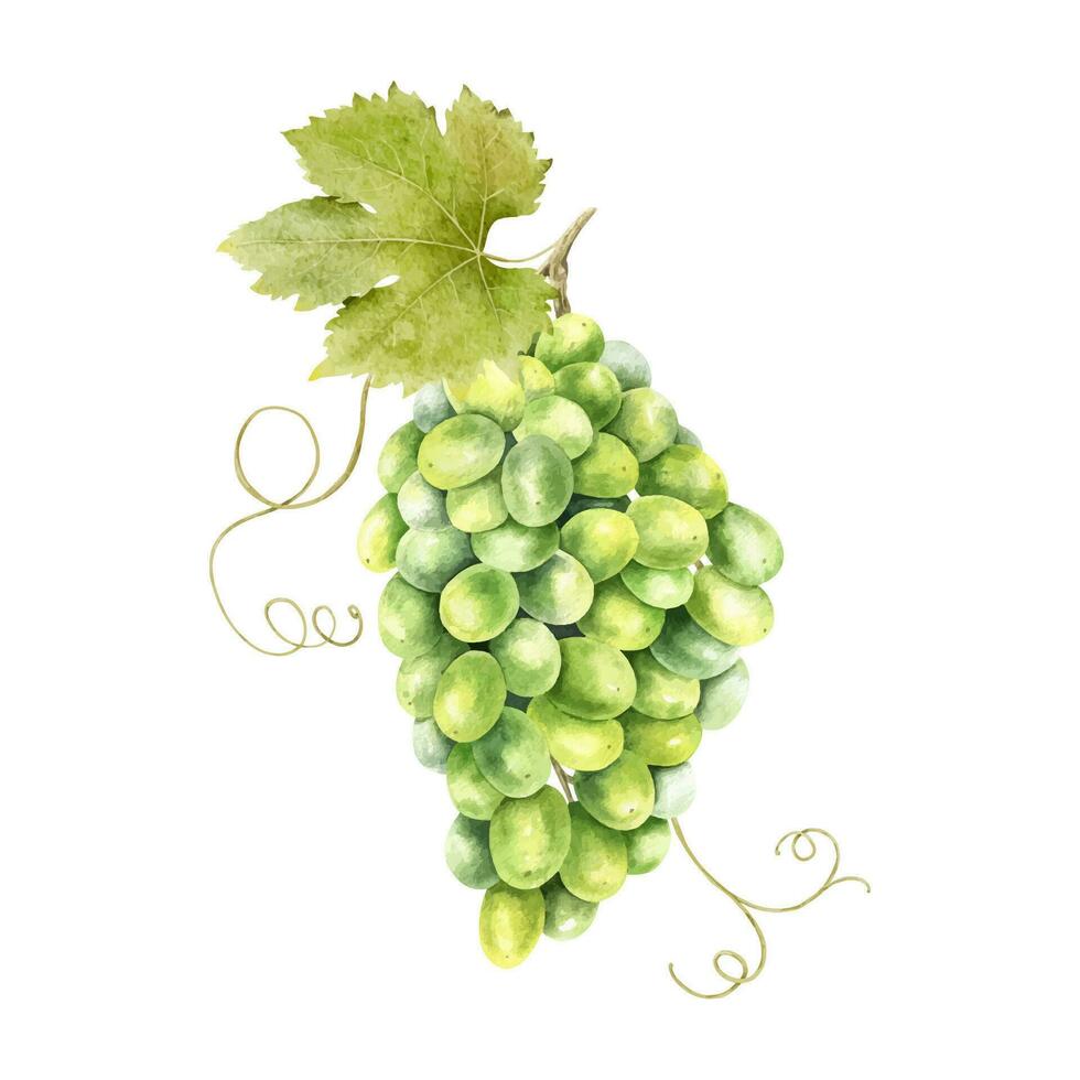 une bouquet de vert les raisins avec feuilles. vigne. isolé aquarelle illustration. pour le conception de Étiquettes de vin, grain de raisin jus et produits de beauté, mariage cartes, papeterie, salutations cartes vecteur