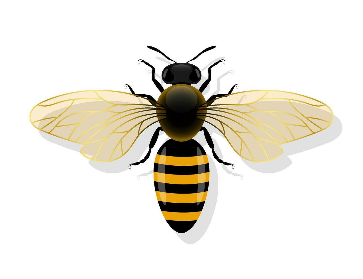 abeille avec ouvert ailes Haut vue vecteur illustration