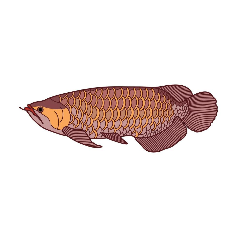 dessin animé vecteur illustration arowana poisson icône isolé sur blanc Contexte