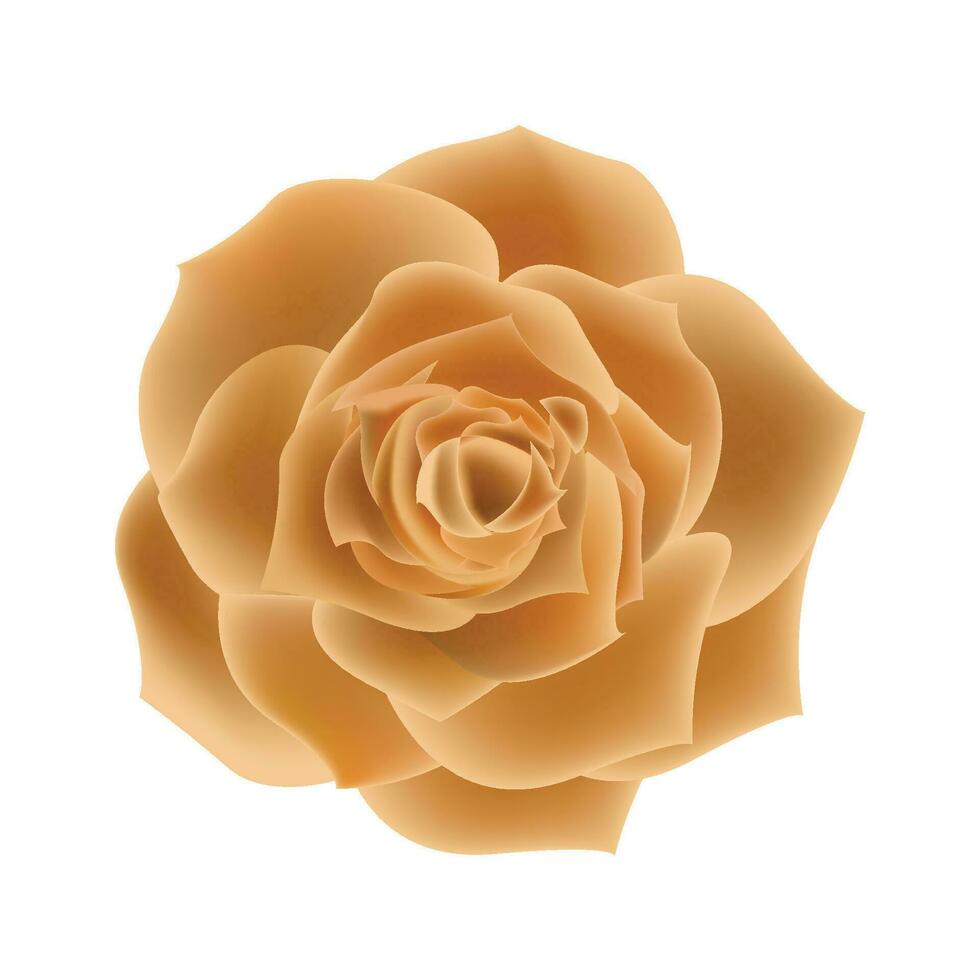 vecteur Orange Rose fleurs réaliste isolé sur blanc