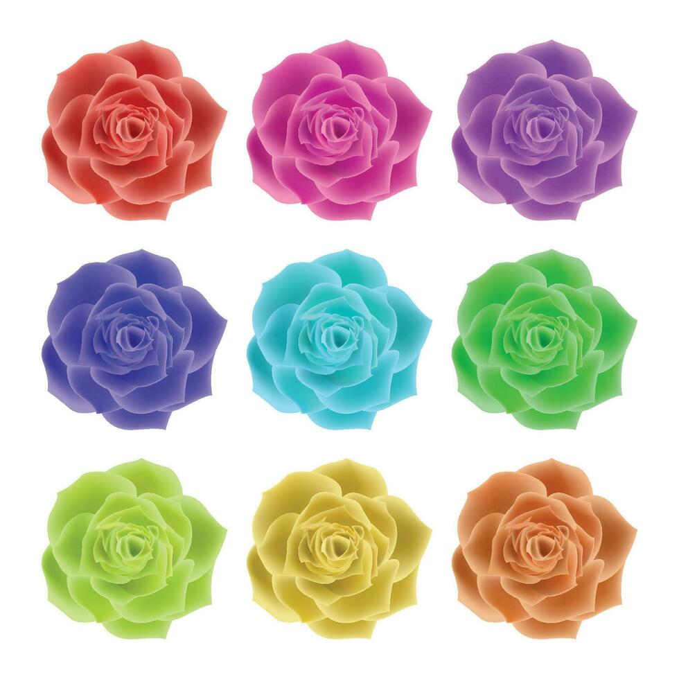 vecteur Rose fleurs réaliste ensemble avec différent couleurs et formes isolé