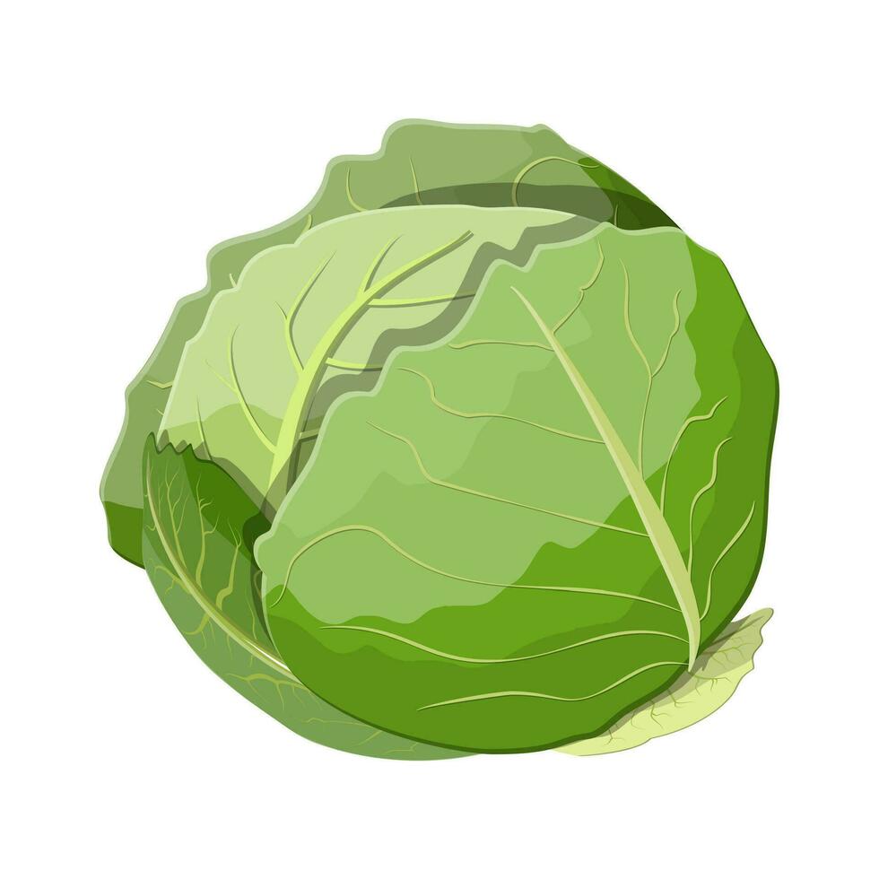 Frais chou avec vert feuilles. chou isolé sur blanc Contexte. biologique en bonne santé aliments. végétarien nutrition. vecteur illustration dans plat style