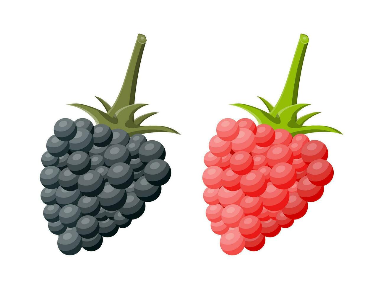 la mûre et framboise isolé blanche. sucré fruit. Frais baies avec vert feuilles. biologique en bonne santé aliments. végétarien nutrition. vecteur illustration dans plat style