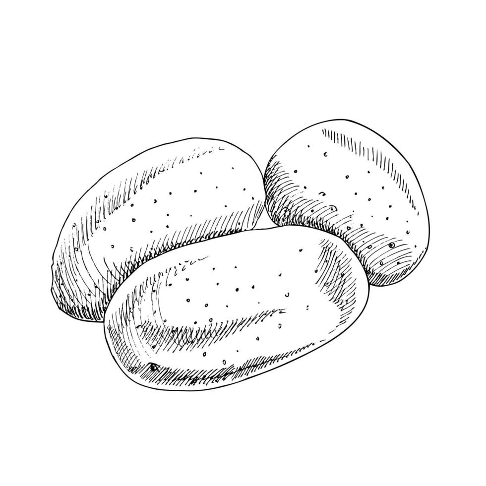 illustration vectorielle de légumes dessinés à la main. croquis détaillé de pommes de terre de style rétro. élément de croquis vintage pour la conception d'étiquettes, d'emballages et de cartes. vecteur