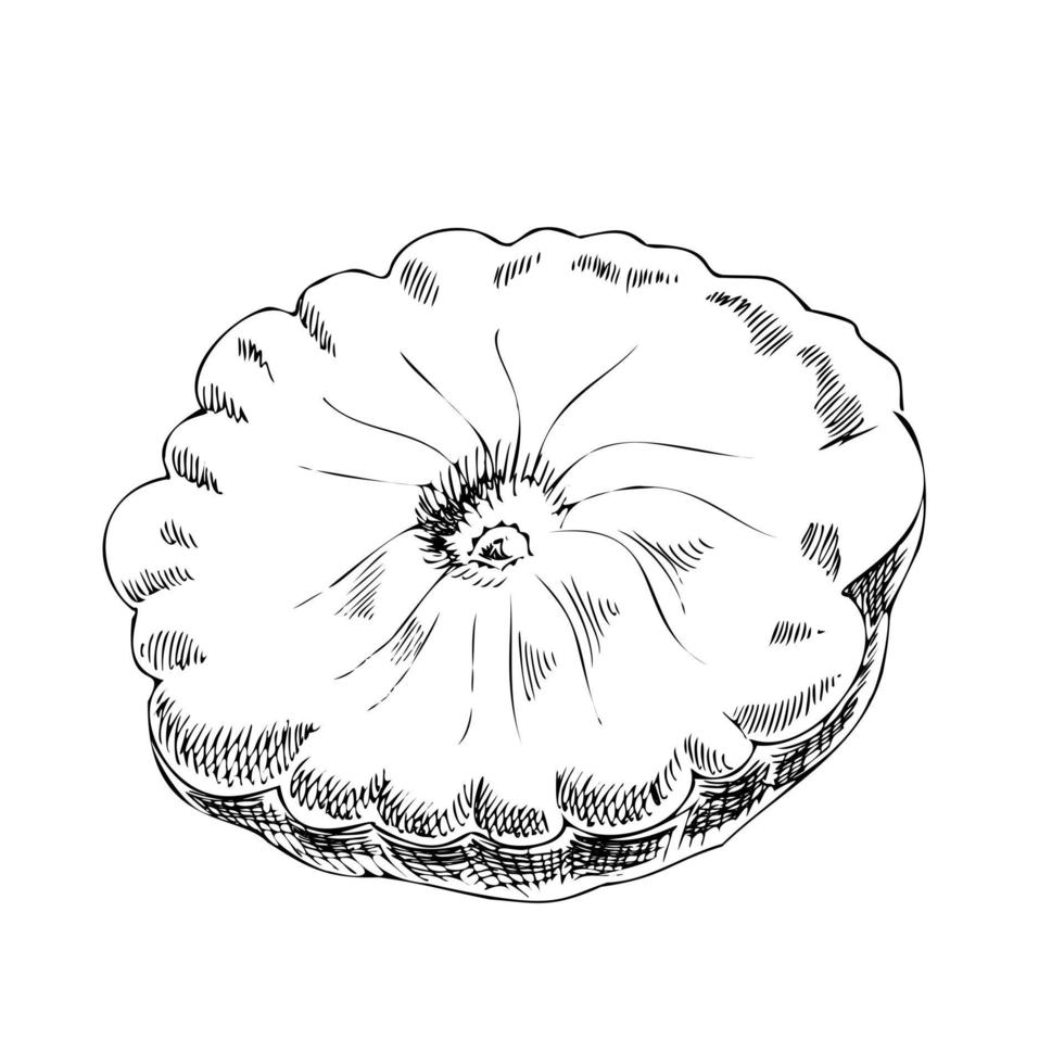 illustration vectorielle de légumes dessinés à la main. croquis détaillé de squash de style rétro. élément de croquis vintage pour la conception d'étiquettes, d'emballages et de cartes. vecteur