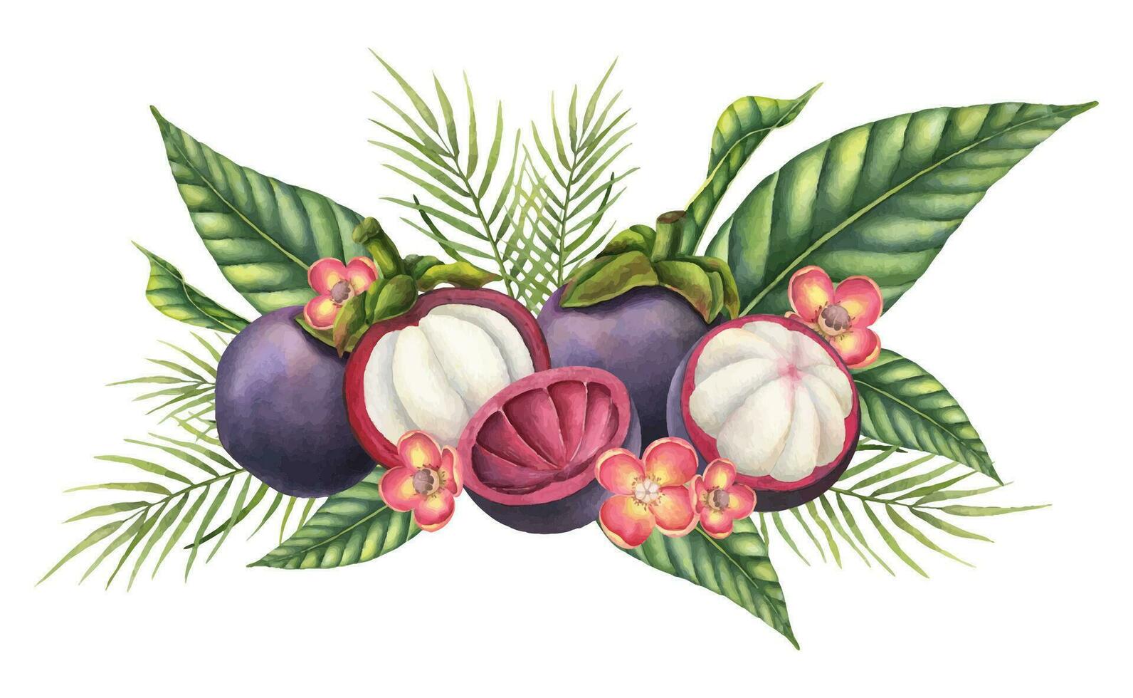 mangoustan avec paume feuilles et fleurs. aquarelle main tiré illustration de exotique tropical fruit sur isolé Contexte. dessin de asiatique nourriture avec garcinia et juteux tranches. esquisser de Mangostana vecteur