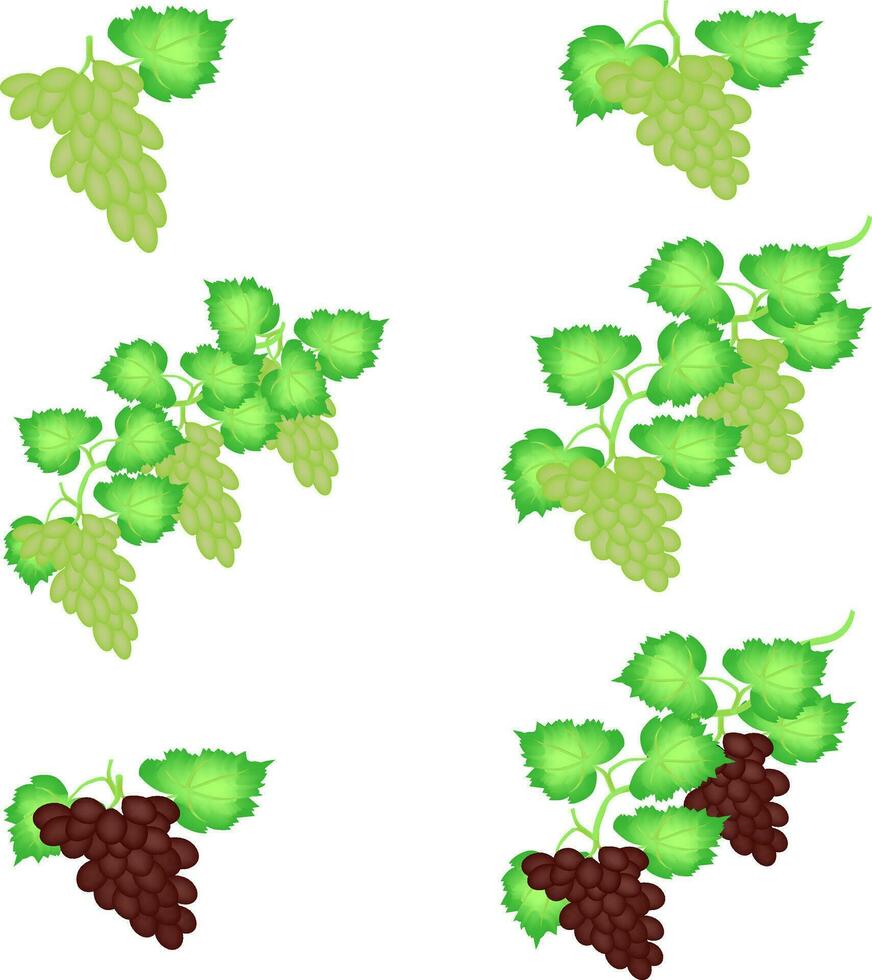 les raisins fruit vecteur conception sur une blanc Contexte