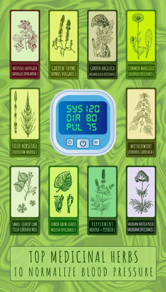 ensemble de vecteur main tiré illustrations. Haut médicinal herbes pour normaliser du sang pression