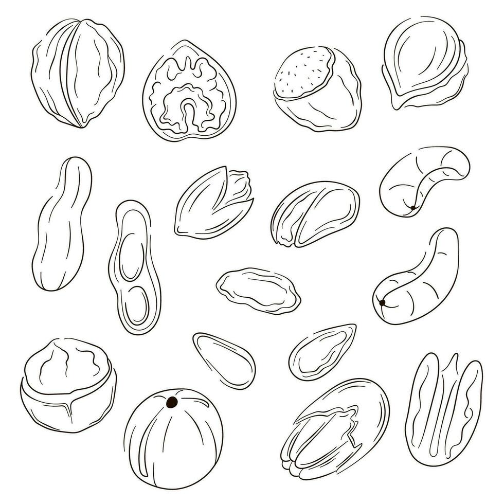 des noisettes Icônes dans plat, ligne art style. main tiré logo de Noisette, pistache, amande, anacardier, macadamia, noyer, arachide, noix de pécan. vecteur illustration isolé sur une blanc Contexte.